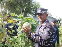 Lanal Bengkulu Laksanakan Panen Raya Melon, Dukung Program Ketahanan Pangan